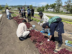 「深谷テラス ヤサイな仲間たちファーム」（埼玉県深谷市）での収穫体験